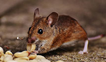 24 Hour & Emergency Exterminators in Mount Laurel Township, NJ